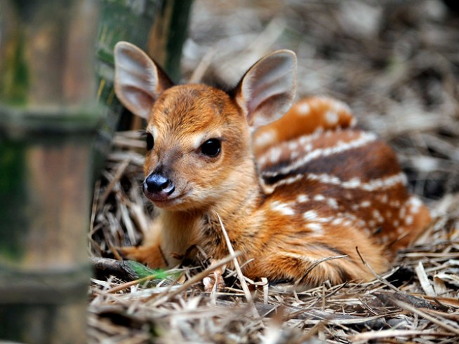 Animal Groups Oppose Shoot, Want Coyotes to Kill Deer