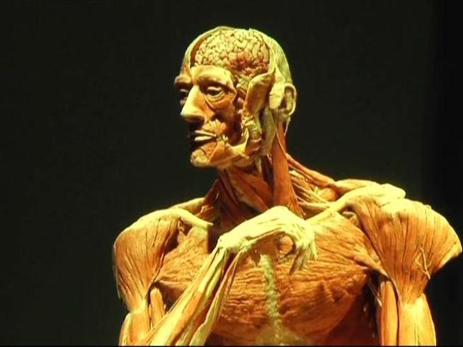 TMI: 'Body Worlds' Creator Explores Corpses and Coitus