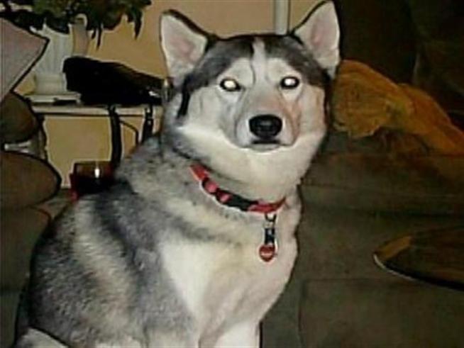 The Ovadia family was left searching for answer after their beloved Husky Chico turned up decapitated.