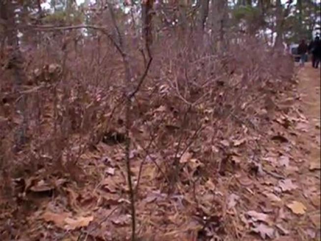 Young, emaciated, wounded pitbulls discovered in remote, wooded section of Millville, N.J.