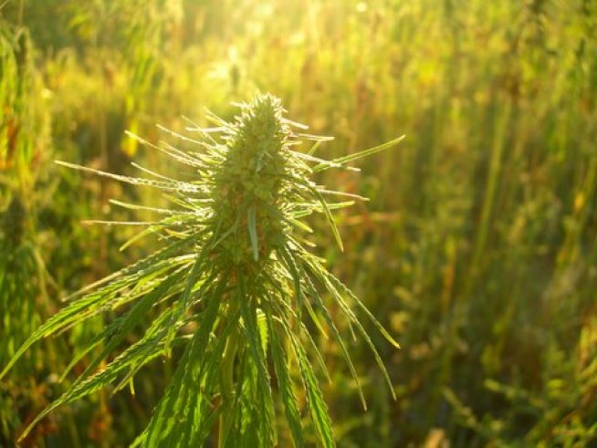 Dude, Where's My Hemp?