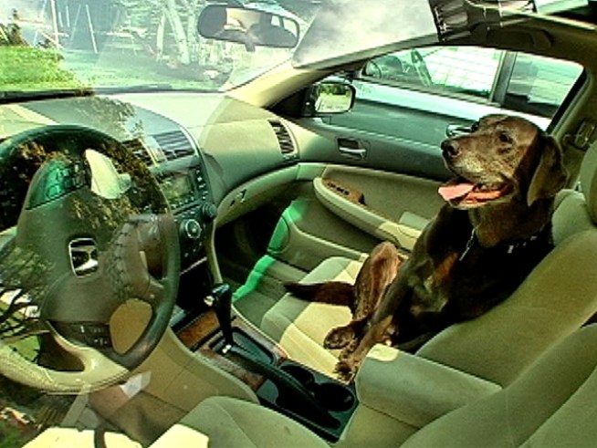 Max, an 11-year-old chocolate lab, saved his own life after his owner mistakenly left him inside a hot car.