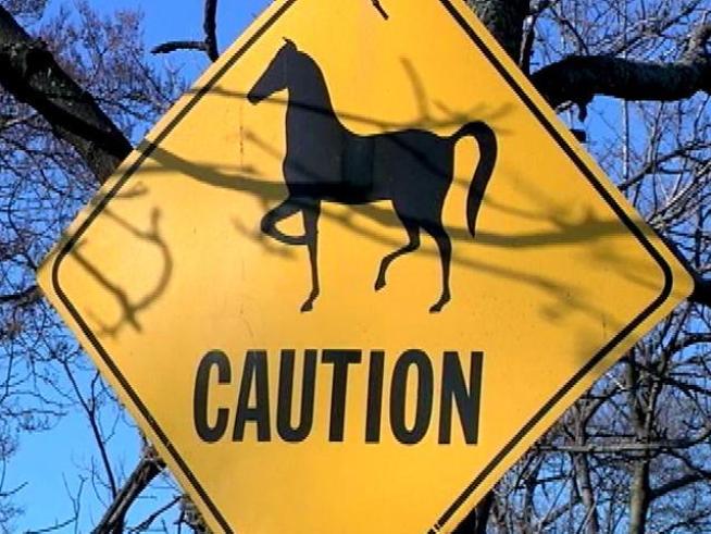 Emaciated horses were found in the rundown, makeshift stables.
