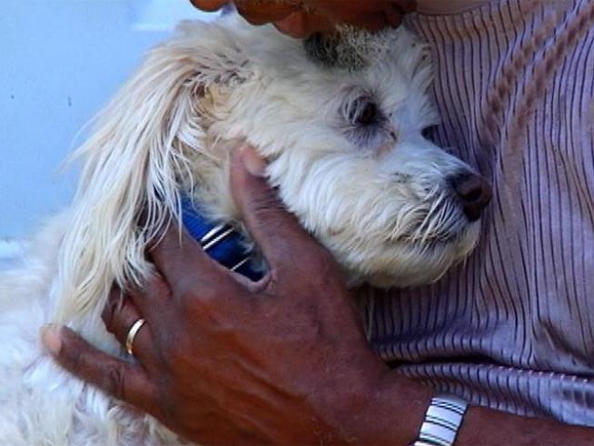 A proposal in Kennett Square, Pa. may put an end to pooches at town events.