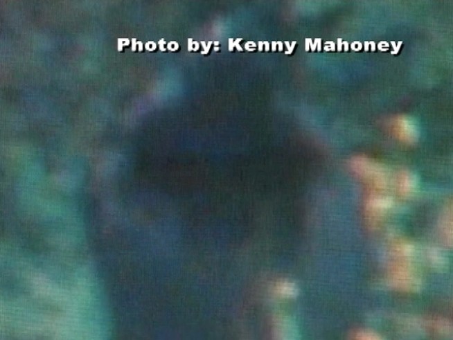 A mystery in a Kentucky town where a large unidentified animal was videotaped in a Kenny Mahoney's backyard, he told <a href=