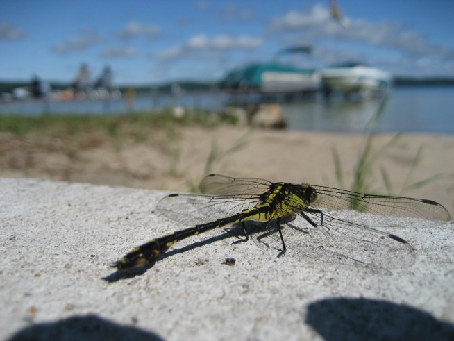 Dragonflies Thriving at NJ Shore This Year
