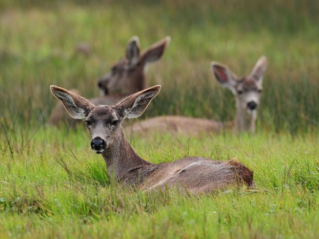 Baby Shower Wildlife Style