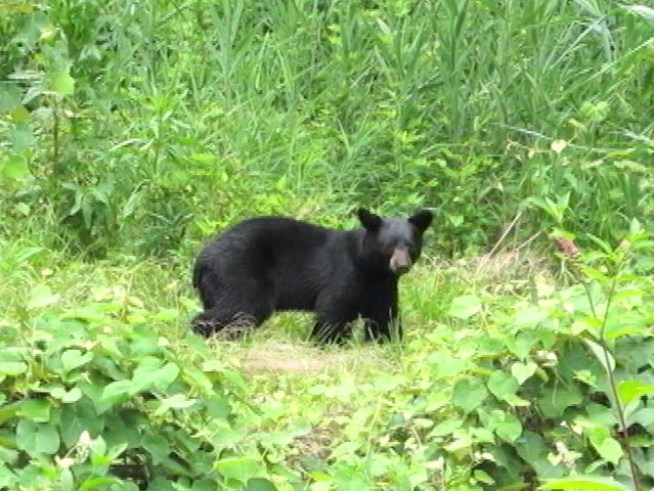 Nine black bears have been spotted in Ocean County in the past two weeks causing concern and getting into local garbage cans.