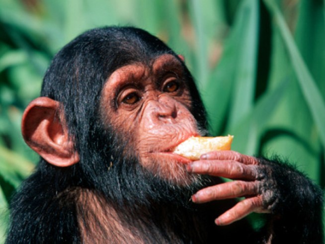 Put Bonzo to Bed: Zoo Hosts Late-Night Safari