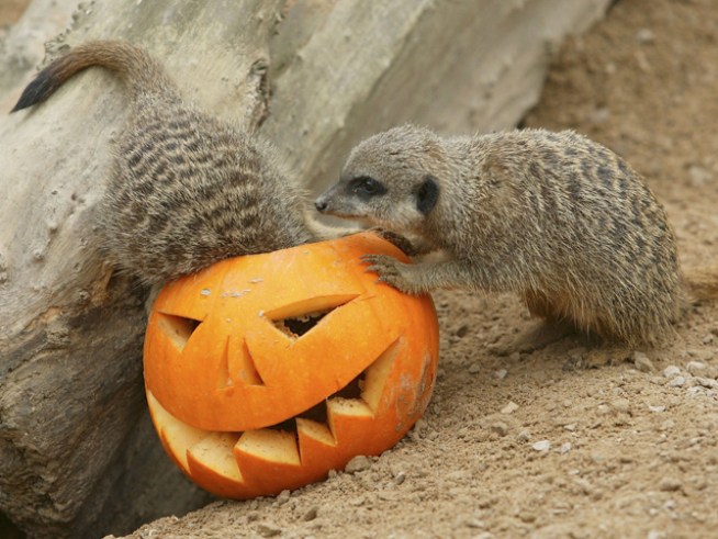 Boo at the Zoo