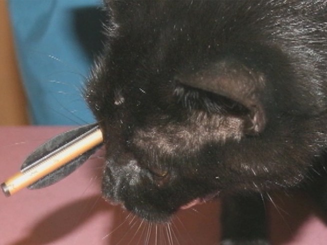 A cat is shot in the eye with an arrow in an act of animal cruelty.  The cat will recover fully.