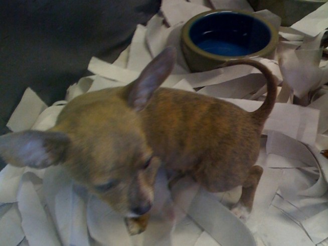 Ai Chihuahua! Pup Stolen From Pet Store