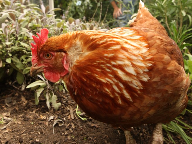 Chicken Murder Ruffles Feathers