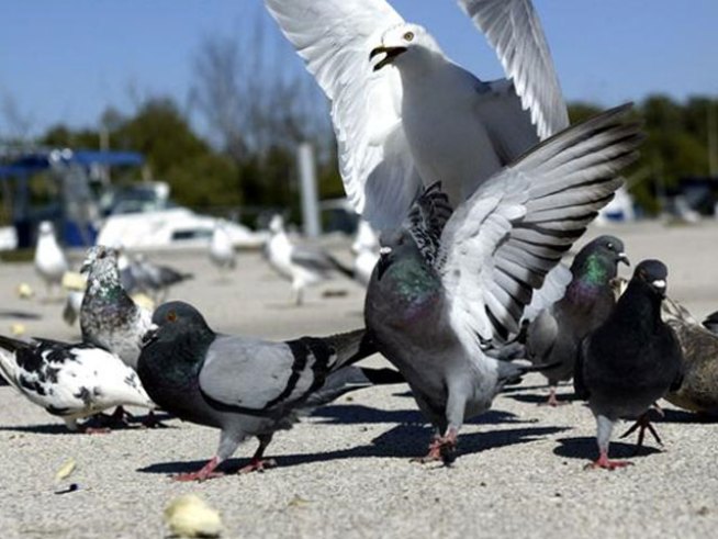Counter Intelligence: Pigeons Are Faster Than the Interwebs