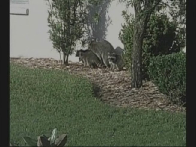 Residents of Robinson St. were told by animal control to set traps to catch the critters.