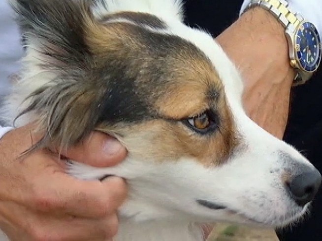 Sadie the Border Collie has saved the township of <a title=