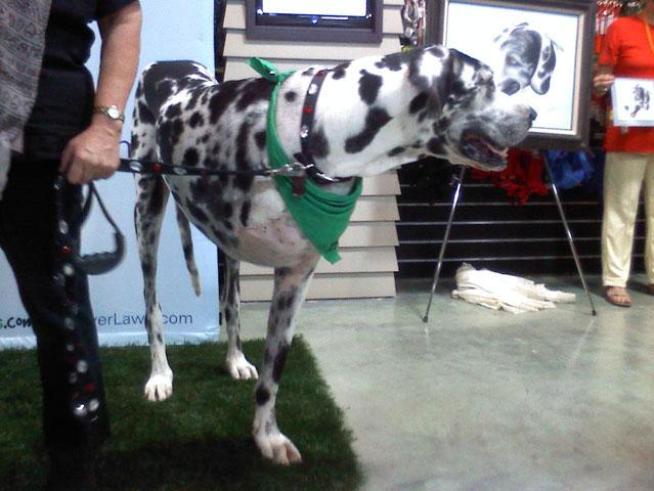 World's Tallest Dog Dies in Sacramento