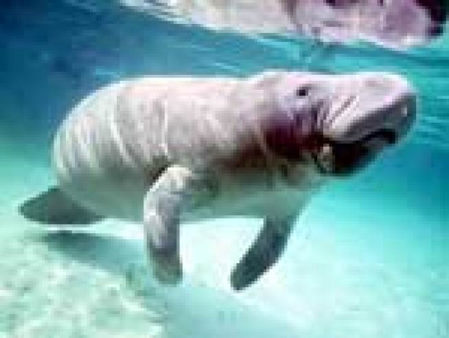 Sea Cow Stuck Near Jersey Oil Refinery