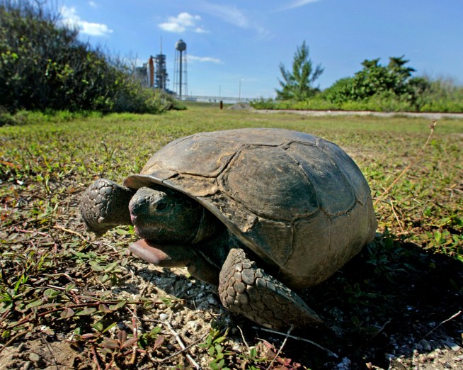 Woman's 52-Pound "Runaway" Tortoise Found