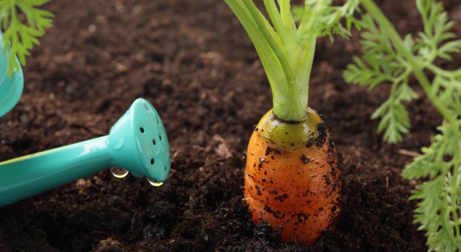 Save Money, Plant a Home Veggie Garden