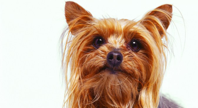 Yorkies Found in Empty Bucks County House
