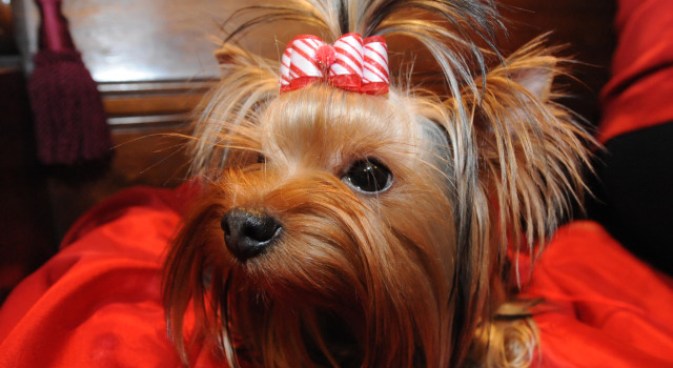Cure for Cancer Goes to the Dogs