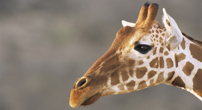 Come Late, Stay Late at the Zoo