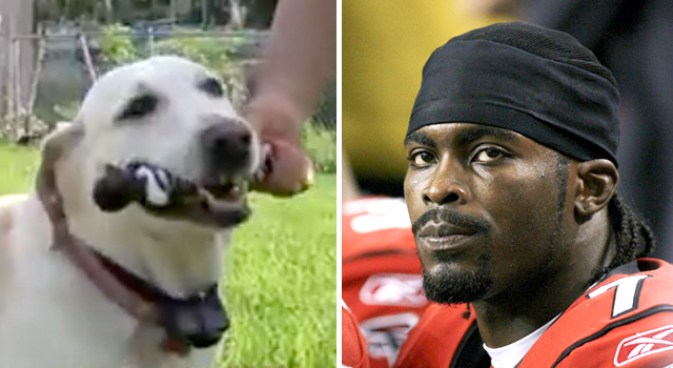 Michael Vick Chew Toy in the Jaws of Justice