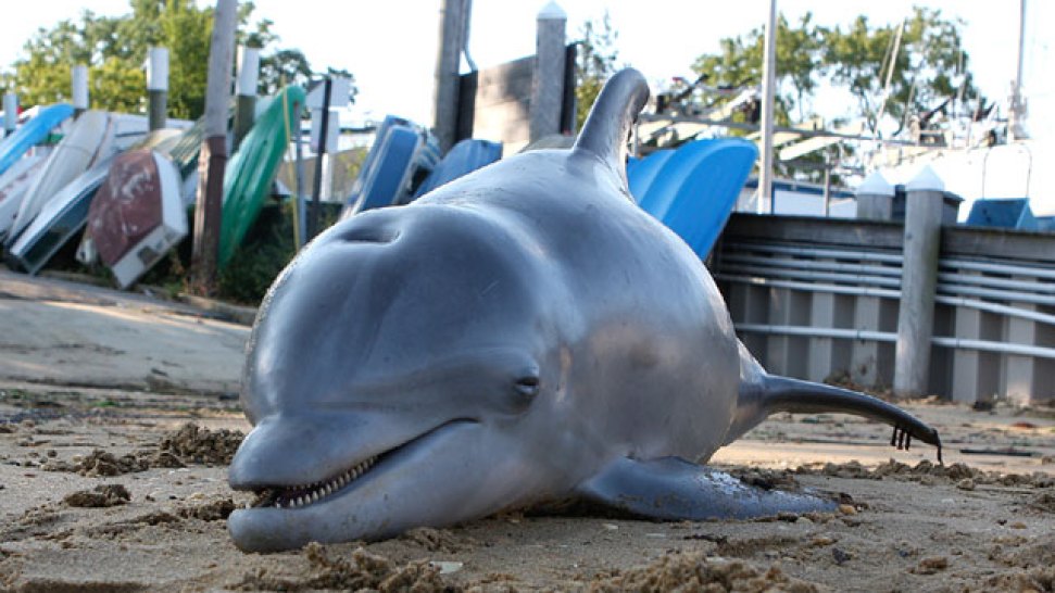 Dead-Dolphin.JPG