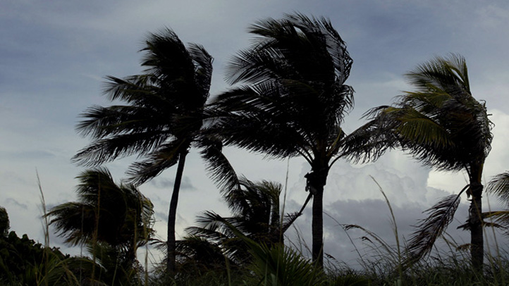 Windy weather palm trees