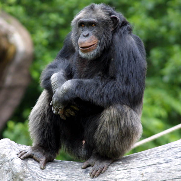 chimpanzee attack video