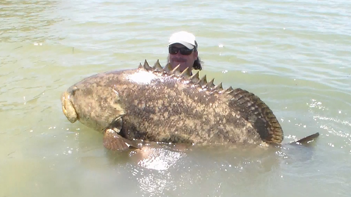 Southwest Florida Man Reels in 552Pound Goliath Grouper From Kayak