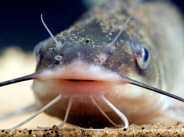 Cat Fish