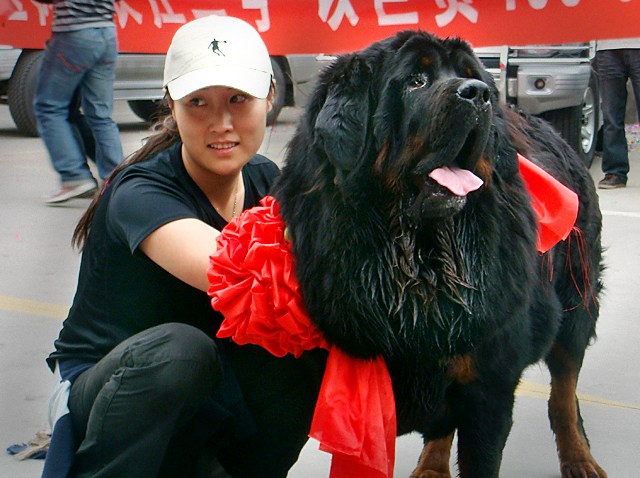 091109 Tibetan Mastiff
