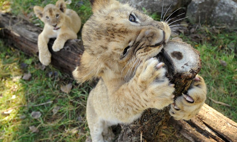 101508 Zoo Babies Lions