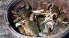 Thieves steal $73K worth of crabs from truck in Philly, police say