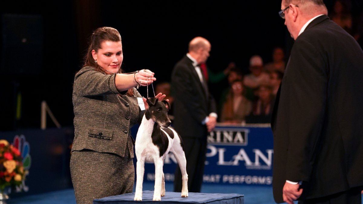 Woof, Woof! National Dog Show Returns to Montgomery County