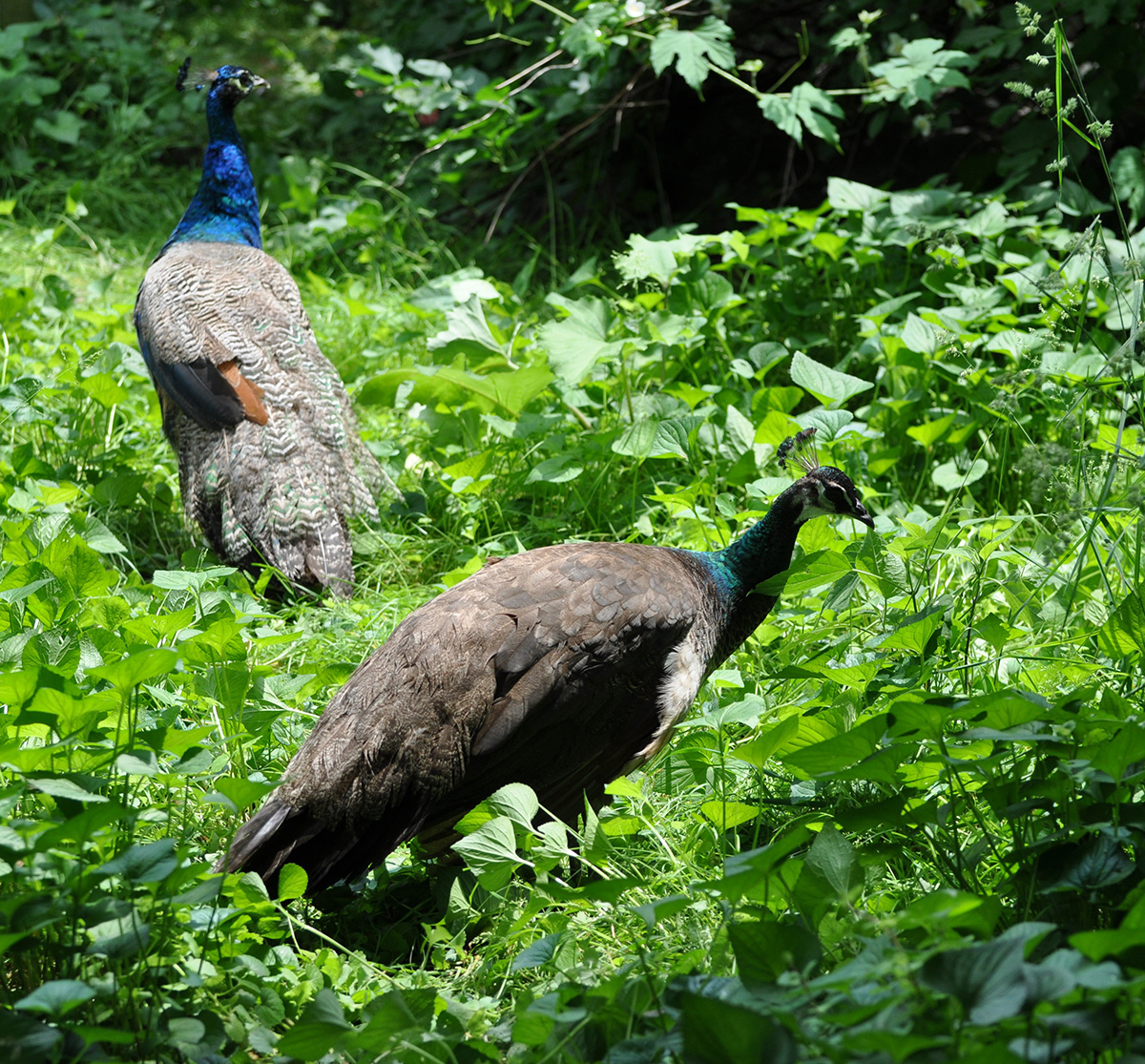 File:Ghi, pettingzoo (escaped peacock - not school pecock!).jpg