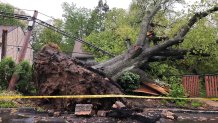 20190426 Tree Down Bala 1200