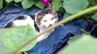 A cat in some leaves