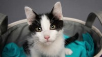 Kitten Season is a Perfect Time to Adopt