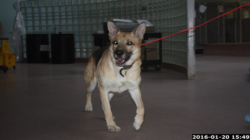 Lancaster Man Found Guilty Of Animals Cruelty Nbc10