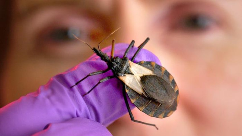 4-24-19 woman holding bug