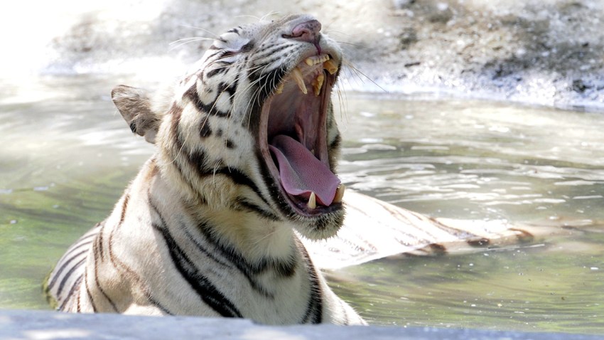 Zoo Delhi