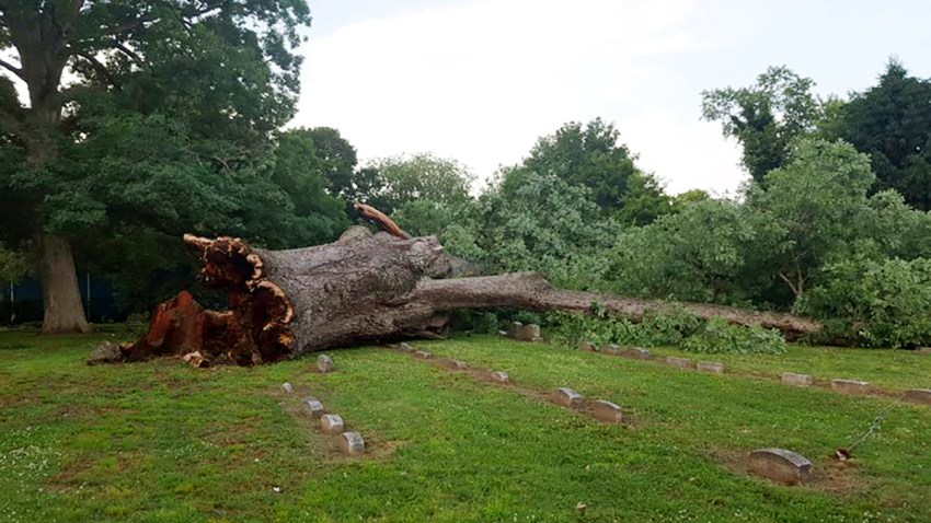 500 year old tree
