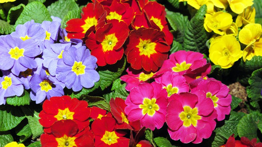 4pmOmariOIS_1200x675_111619139762.jpg