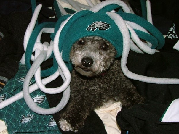 Why do Eagles players and fans wear dog masks?