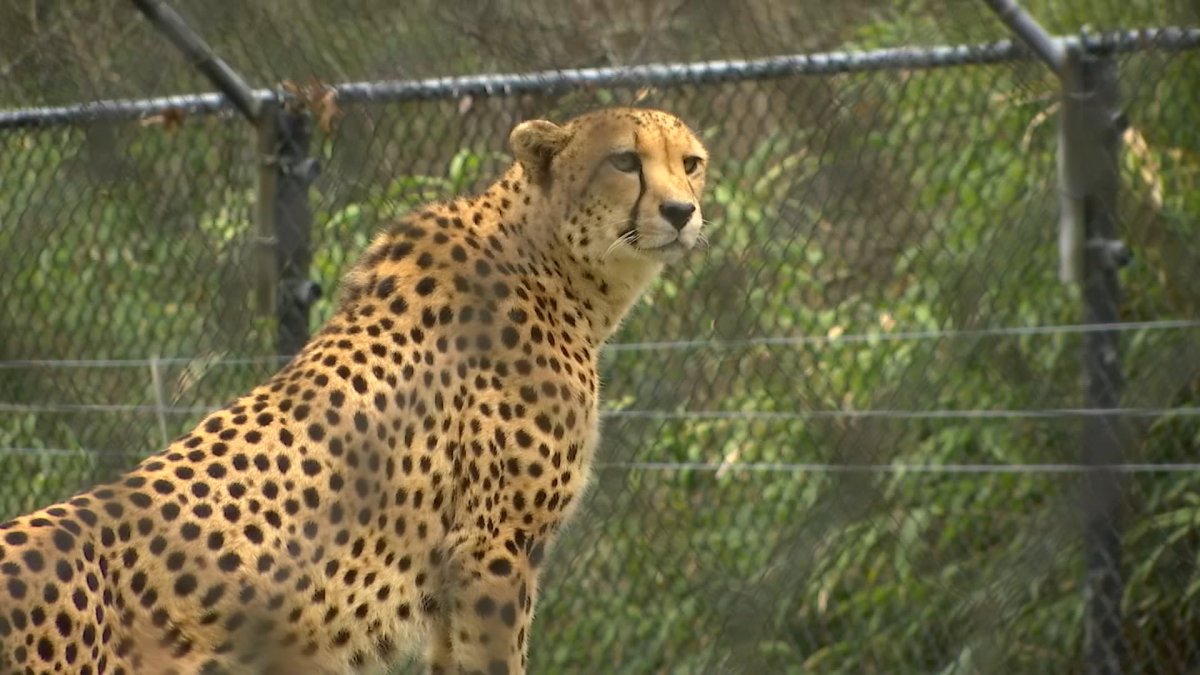 Man Enters Restricted Area Near Cheetahs at Cape May County Park and