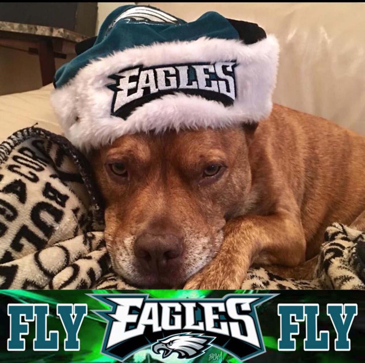 eagles football dogs｜TikTok Search