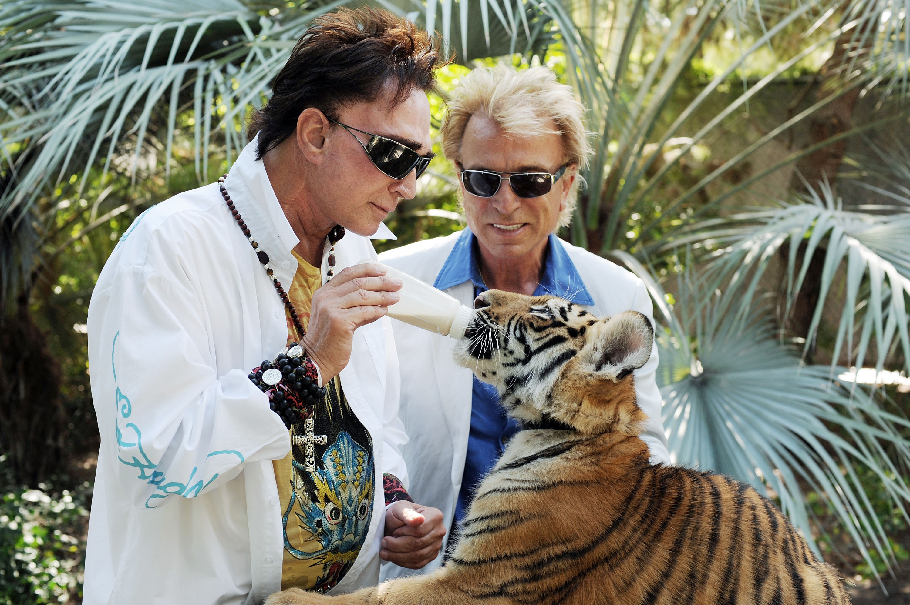 siegfried and roy tiger attack actual video